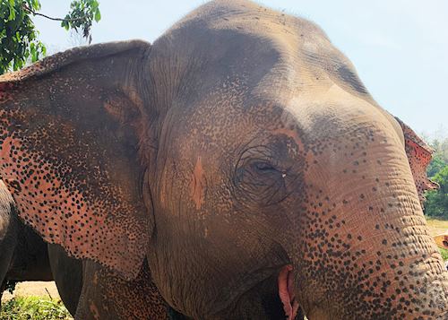Kanta Elephant Sanctuary, Chang Mai