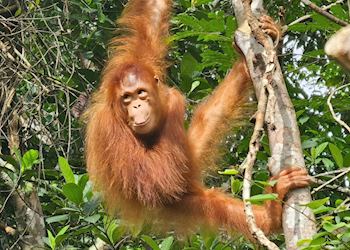 Orangutan in Sarawak, Borneo