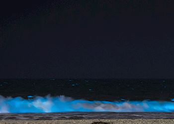 Bioluminescent plankton