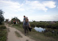 Mark on a water buffalo, Hoi An, Vietnam
