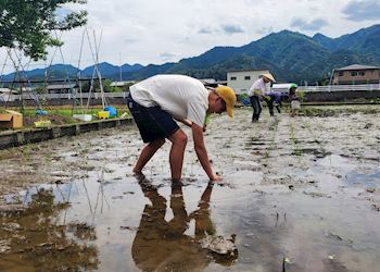 Remi planting rice in Hida Furukawa, Japan