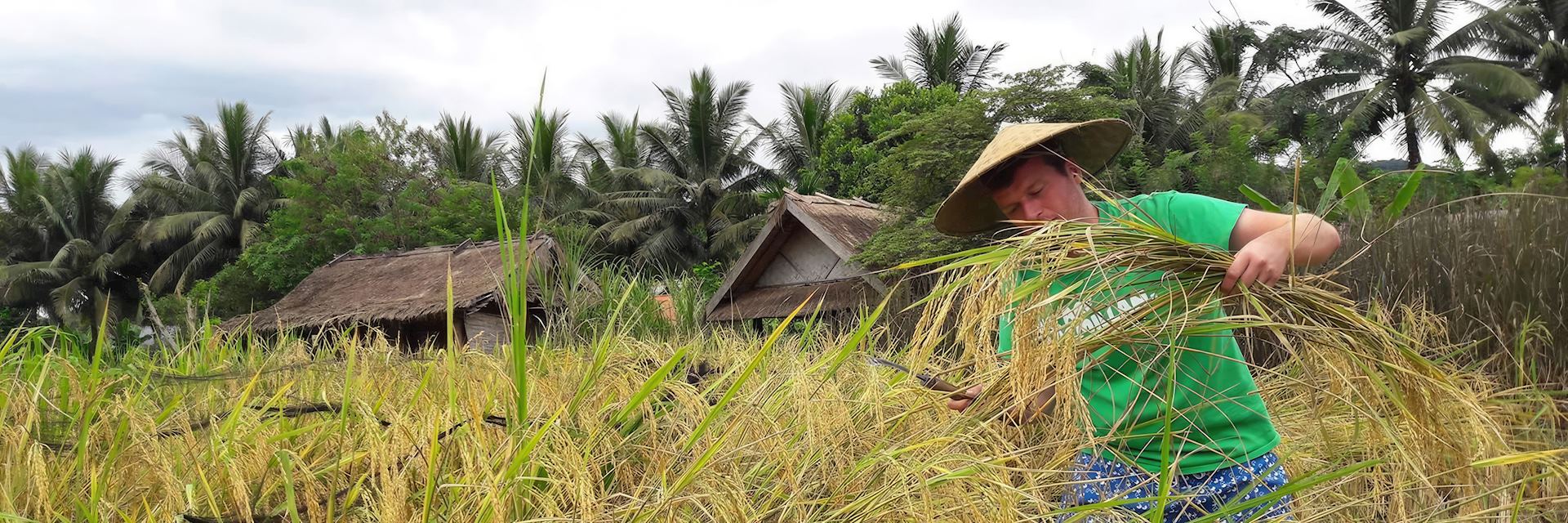 Ross harvesting rice, Vietnam