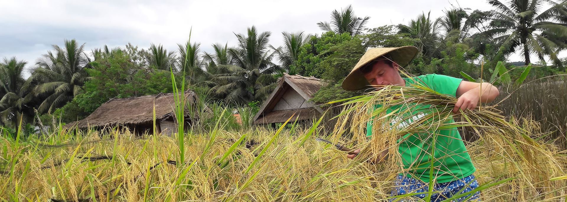 Ross harvesting rice, Vietnam