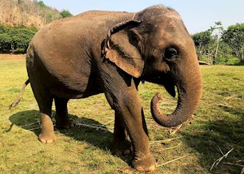 Kanta Elephant Sanctuary, Thailand