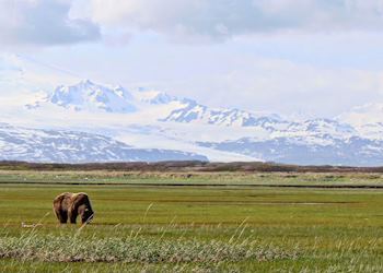 Brown bear, Katmai National Park, Alaska
