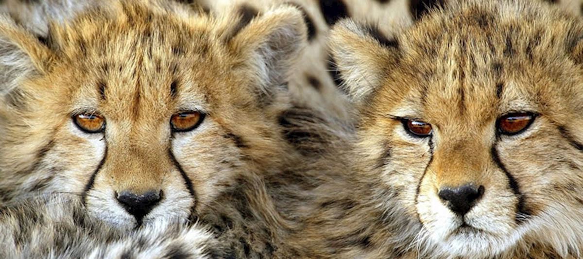 Cheetah cubs in the Linyanti Concession