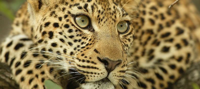 Leopard in the Okavango Delta