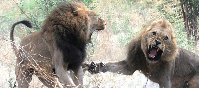 Lions fighting, Selinda Concession, Okavango Delta