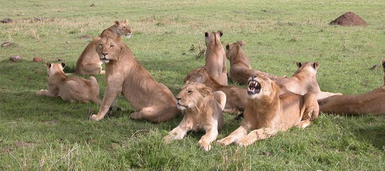 A pride of lion at rest in the Masai Mara.
