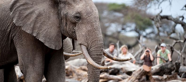 Walking safari in southern Kenya's Chyulu Hills