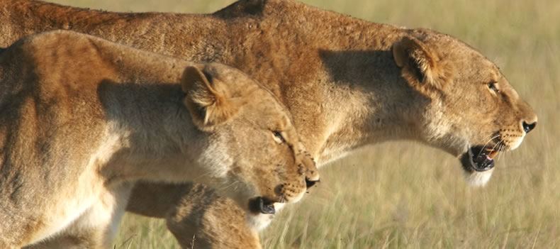 A pair of lionesses hunting in the Masai Mara National Reserve