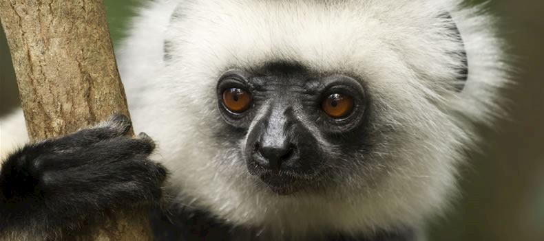 Diademed sifaka in Andasibe National Park