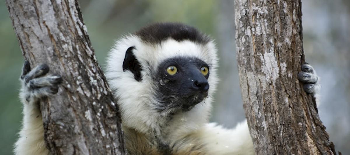 A sifaka in Berenty Private Reserve