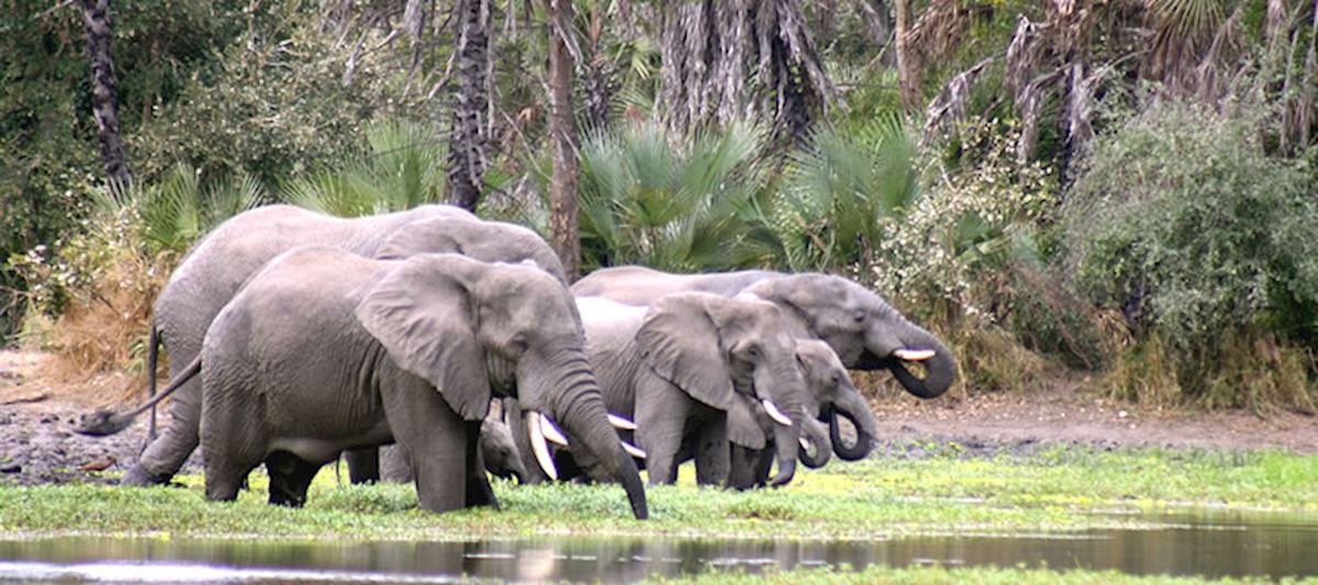 Elephants in Gorongosa National Park