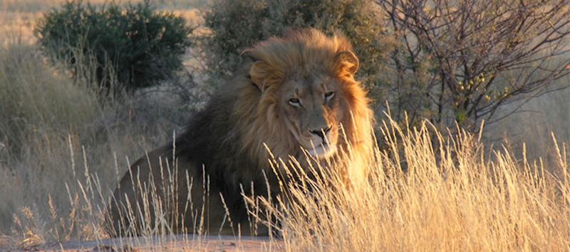 Lion, Central Highlands area of northern Namibia