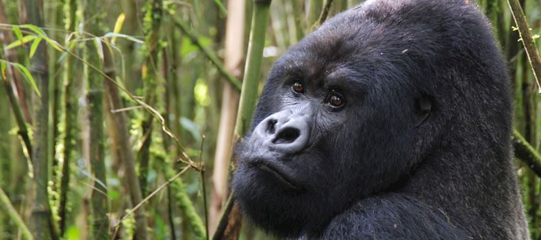 Silverback gorilla in Volcanoes National Park