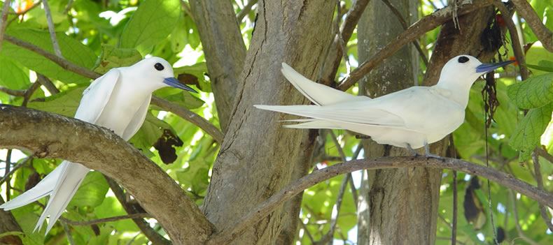 Fairy terns on Bird Island, Seychelles