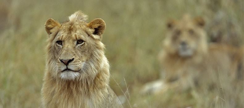 Lion in Kapama Private Game Reserve, Kruger National Park