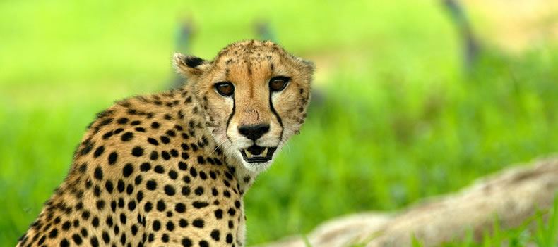 Cheetah, Ruaha National Park, Tanzania