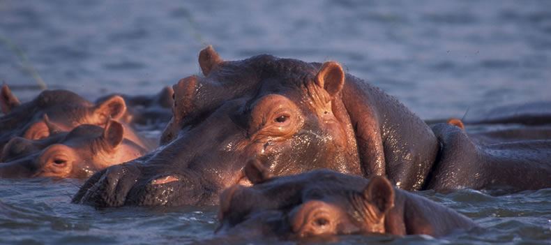 Hippos in Selous Game Reserve.