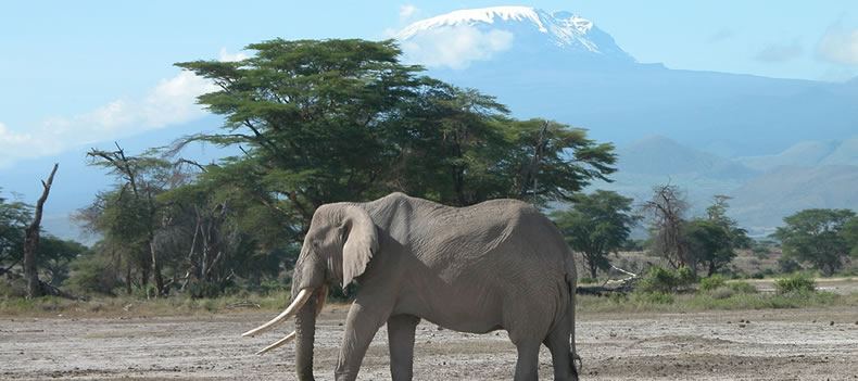 Elephant with Kilimanjaro in the background.