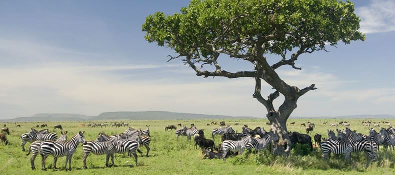 Zebra graze on the open plains of the Serengeti