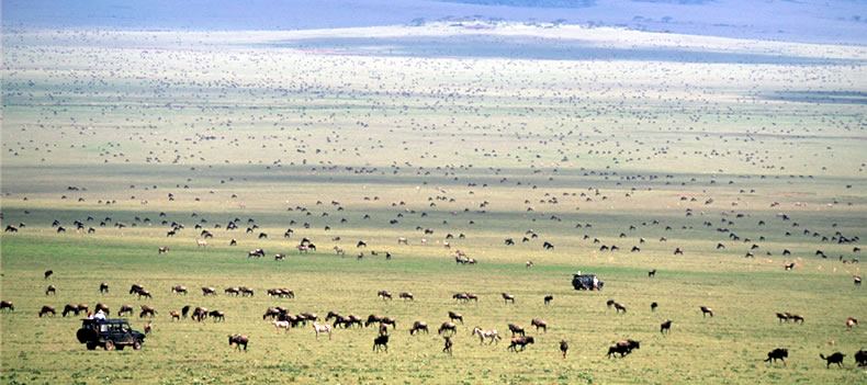 Wildebeest gather on the Serengeti for the annual Great Migration.