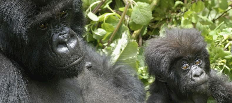 Mountain gorillas, Bwindi Impenetrable Forest