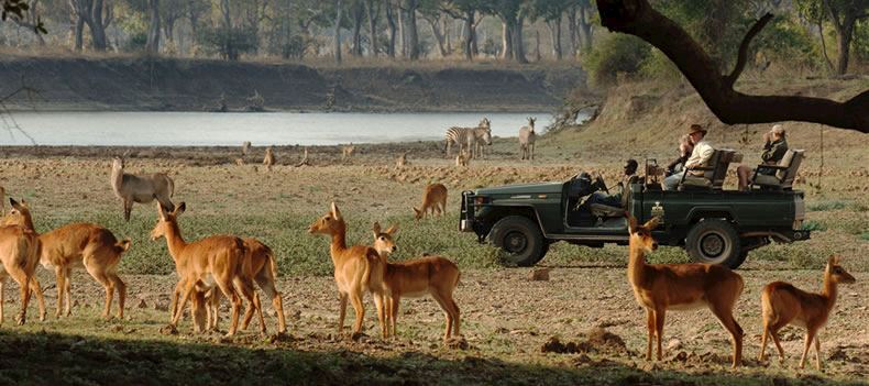 Game drive in the South Luangwa National Park