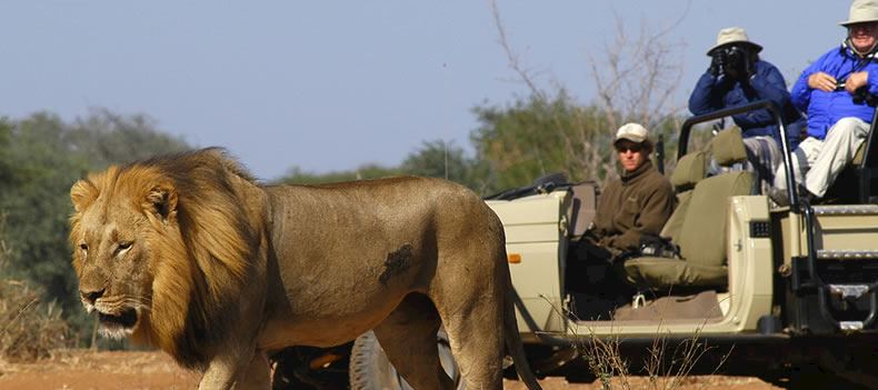 Get close to the wildlife, South Luangwa National Park