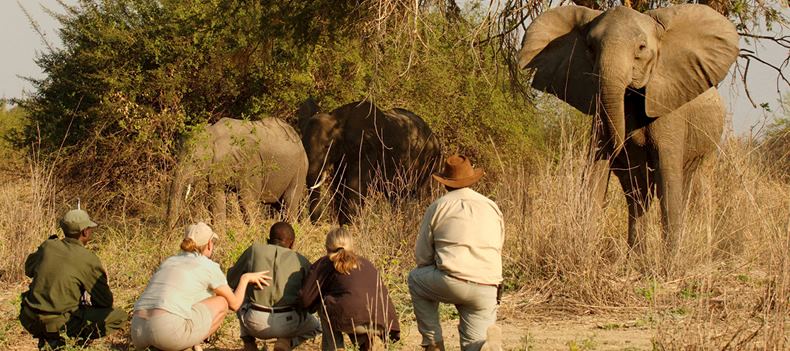 Zambia is home to the walking safari, South Luangwa National Park