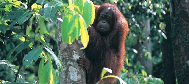 Male orangutan, Sepilok