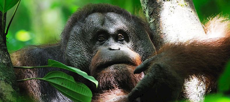 Orangutan, Danum Valley