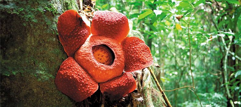 Rafflesia flower, Danum Valley