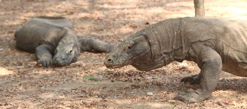 Komodo dragons, Komodo Island, Indonesia