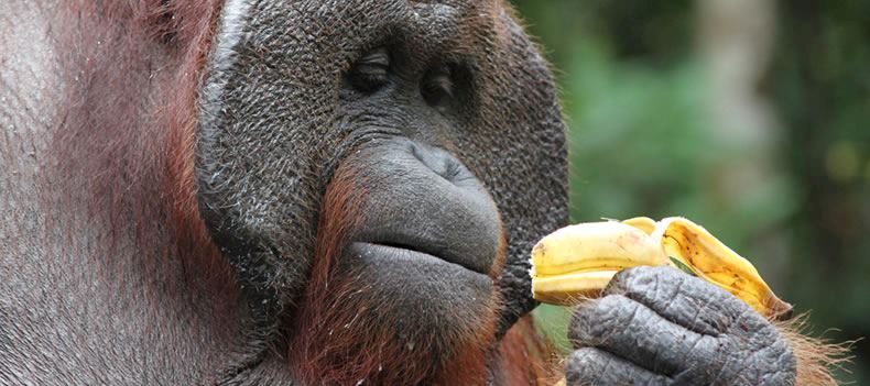 Male orangutan, Tanjung Puting National Park