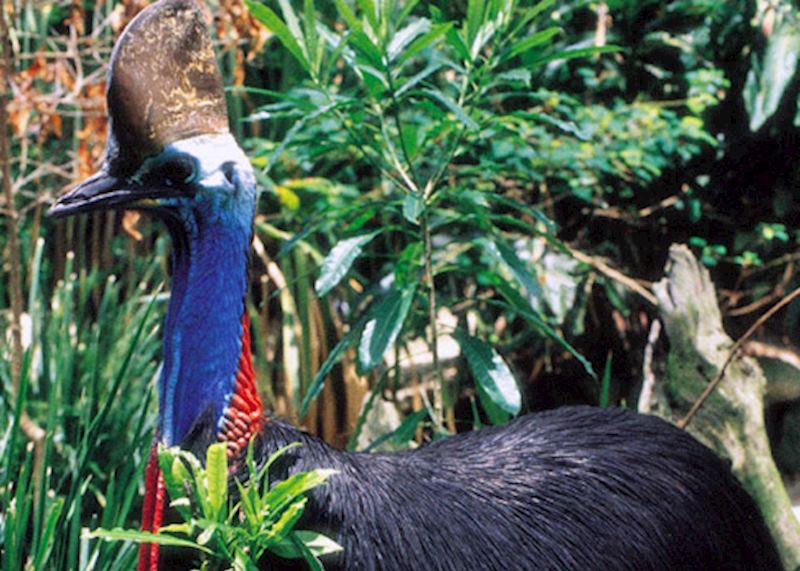 Cassowary.