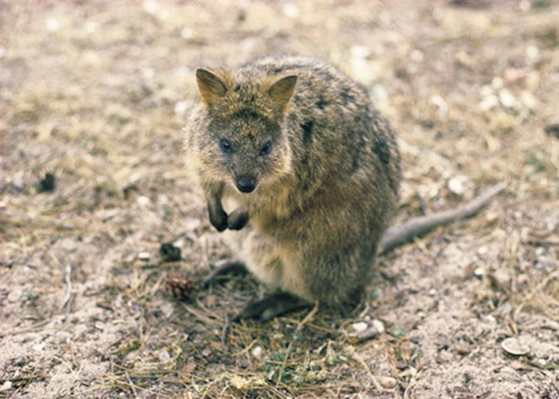 Quokka