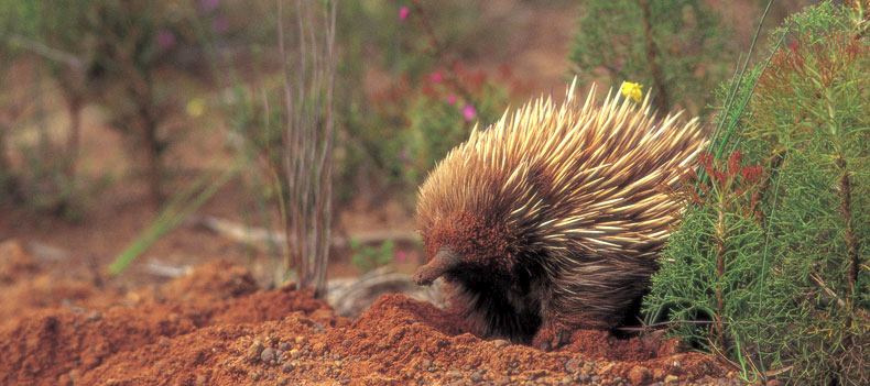 Meet the fascinating and diverse wildlife of Kangaroo Island