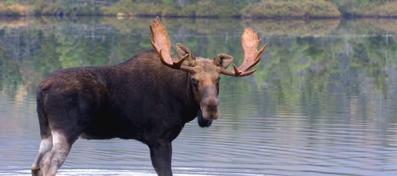 Moose in Denali National Park, Alaska