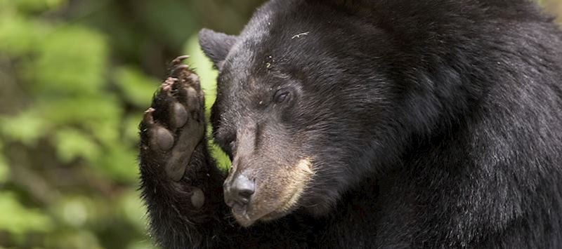 Black bear in Jasper National Park