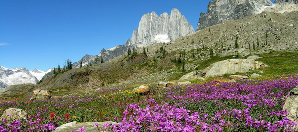 Wild flowers in Rockies, Alberta.