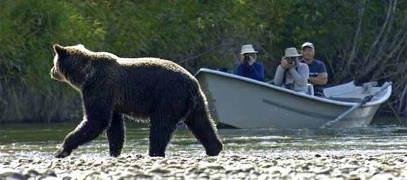 Grizzly bear watching in Tweedsmuir Provincial Park