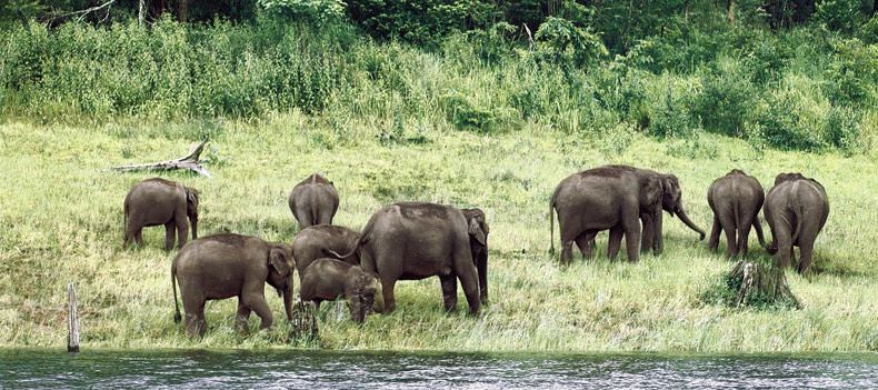 Wild elephants are a common sight in Nagarhole National Park
