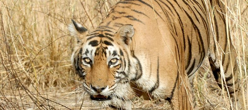 Tiger in Ranthambhore National Park
