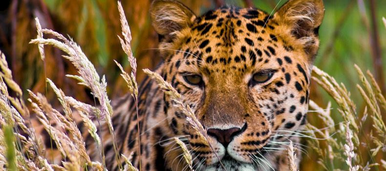 Yala is one of the best places in Asia to spot the elusive leopard.