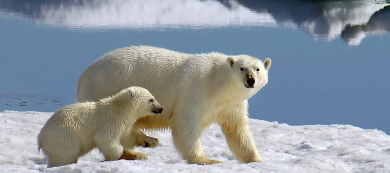 Polar bear and cub