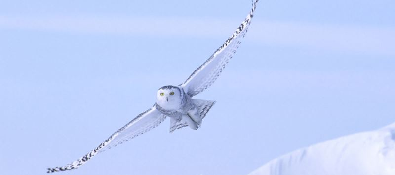 A snowy owl in the Arctic