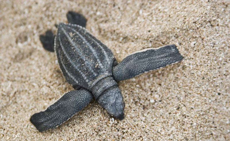 Turtle, Tortuguero, Costa Rica
