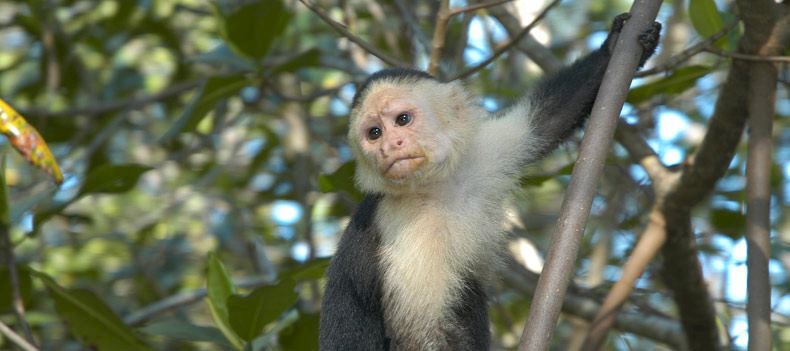 The wildlife is simply spectacular in Costa Rica.